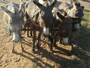 Orange Farm Multipurpose Centre
