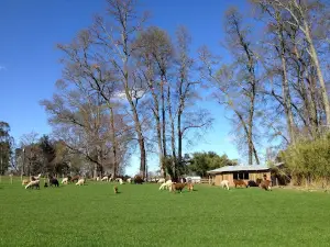 Llamas Del Sur