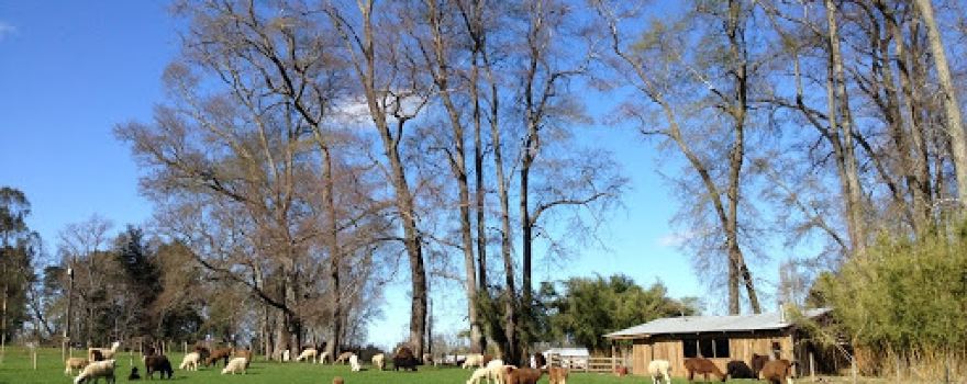 Llamas Del Sur