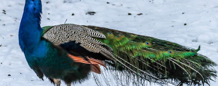 Parc ornithologique
