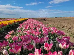 BLOOMS Experience SRL