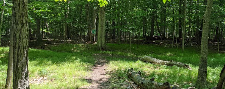 James Tellen Woodland Sculpture Garden