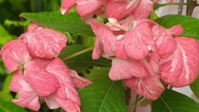 Auberge la simplicité