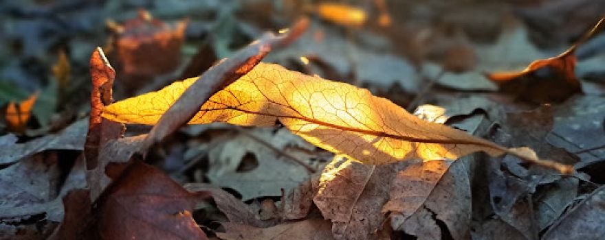 Johnny Appleseed Hermon Woodland