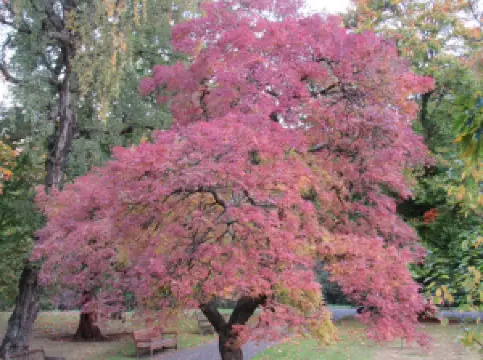 Glasgow Botanic Gardens