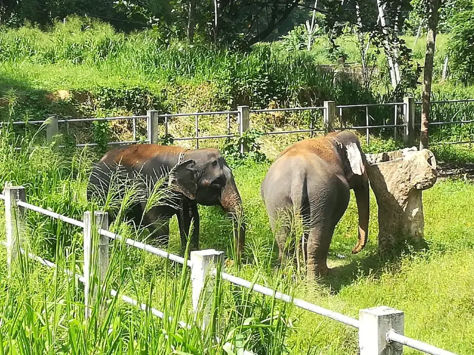 5_Millennium Elephant Foundation