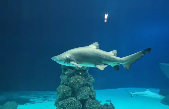 伯格奧夫費馬恩