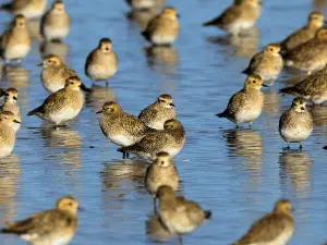 RSPB Titchwell Marsh