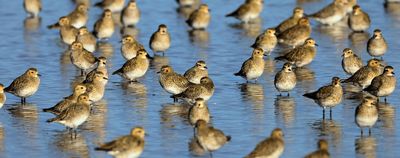 RSPB 티치웰 마시