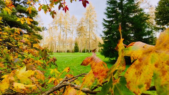 Westonbirt, The National Arboretum