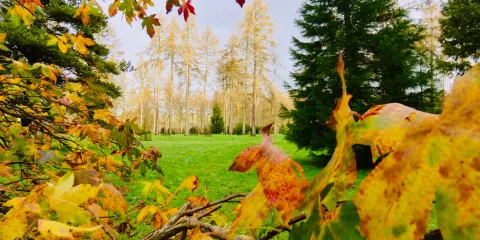 韋斯頓伯特植物園