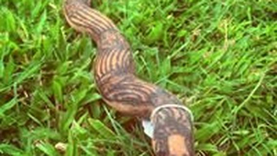 The Didgeridoo Hut and Art Gallery