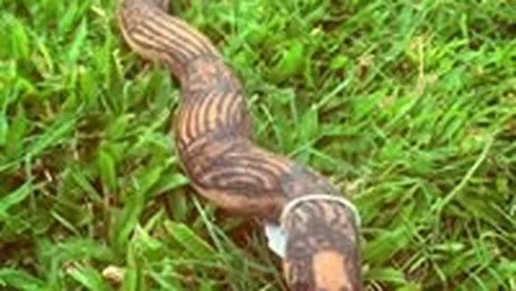 The Didgeridoo Hut and Art Gallery