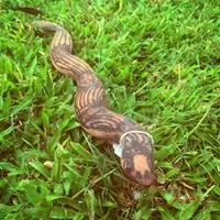 The Didgeridoo Hut and Art Gallery