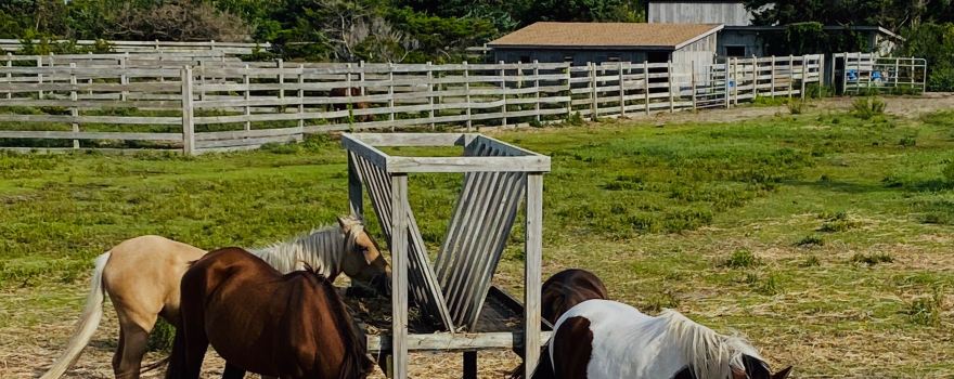 Ocracoke Pony Pens