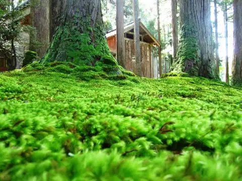 鄰近高麗苔蘚園的酒店