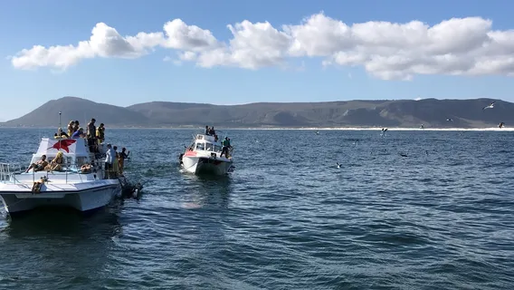 Shark Diving Unlimited