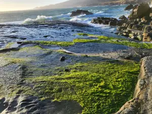 Salt Point State Park