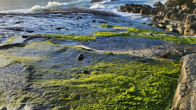 Salt Point State Park