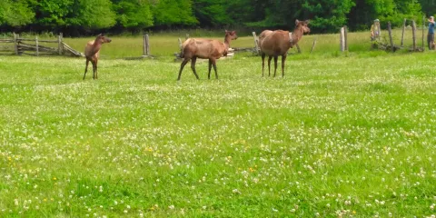 Mountain Farm Museum