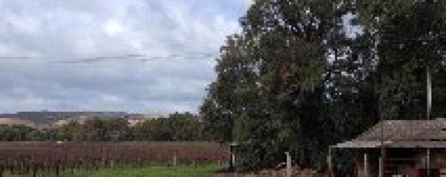 The Willows Vineyard