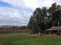 The Willows Vineyard