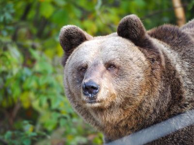 Alternative Wolf and Bear Park Black Forest