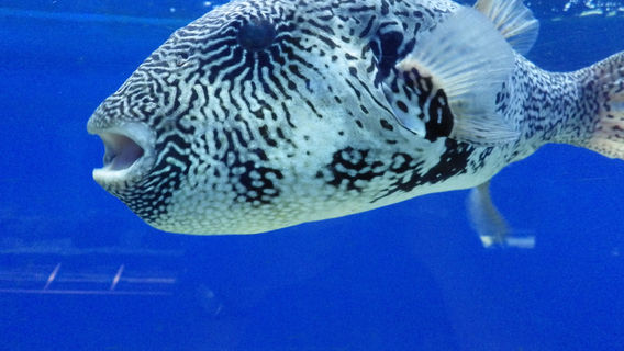 Marine Ecology Research Centre