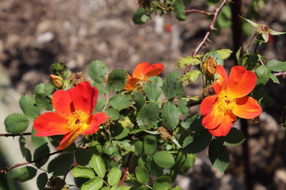 E.M. Mills Rose Garden