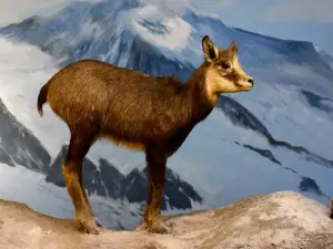 Natuurdiorama Holterberg
