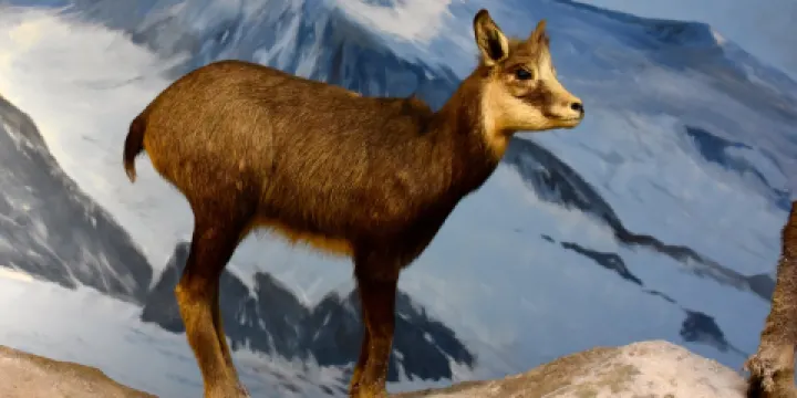 Natuurdiorama Holterberg