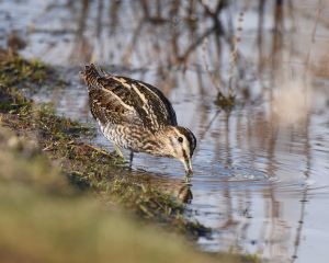 香港-西布羅米奇 機票酒店 自由行