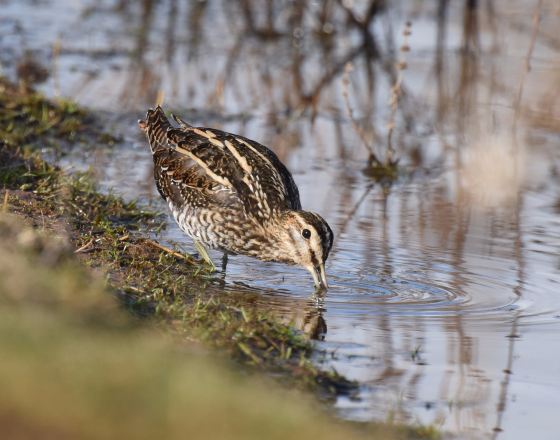 西布羅米奇 自由行套票