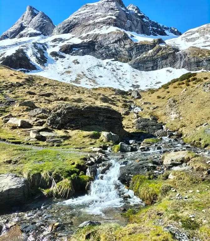 Gedre