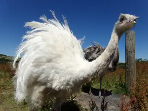 Chew Valley Animal Park