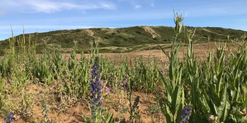 Dunes d'Hattainville