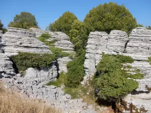 Stone Forest