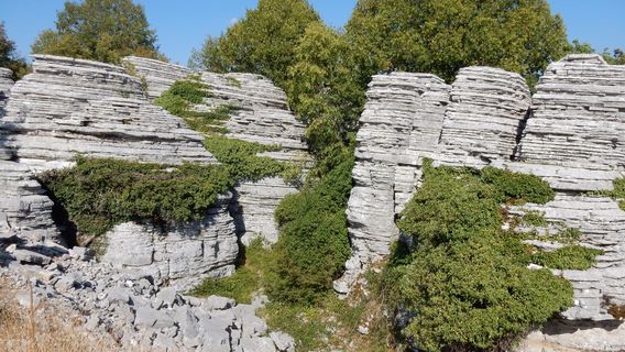 Stone Forest