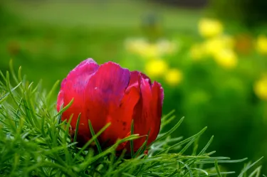 The Steppe Peony Reservation