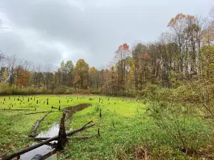 The West Woods