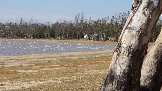 Lake Broadwater Conservation Park