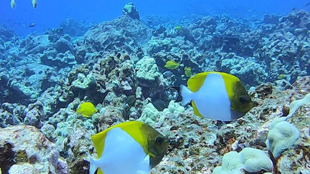 Kona Honu Divers Boat Slip