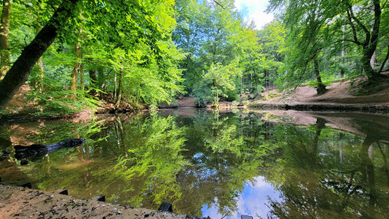 Hondenuitlaatbos Mariëndaal