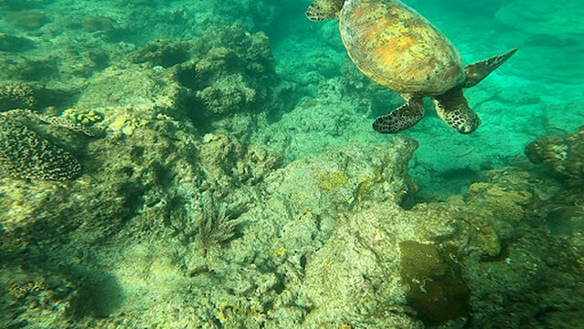 Aqua Style Yakushima Dive Guide