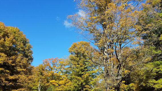 Beebe Hill State Forest