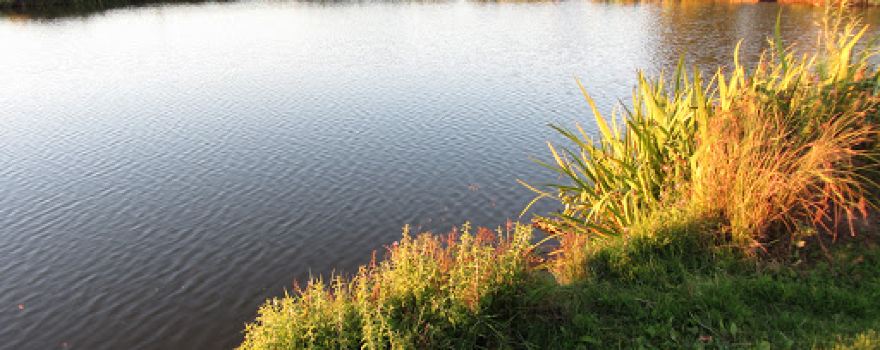Top Barn Coarse Fishery and Specimen Carp Pool - We are open for individual day tickets.