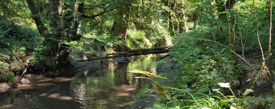 Salmon-Morgan Creeks Natural Area