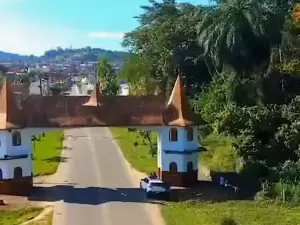 Maior Árvore da Cidade