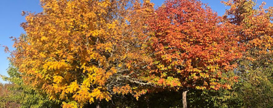 Le Jardin des Arbres