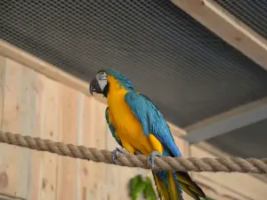 Papugarnia